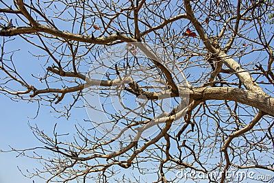 A branch or tree branch is a woody structural member connected to but not part of the central trunk of a tree Stock Photo